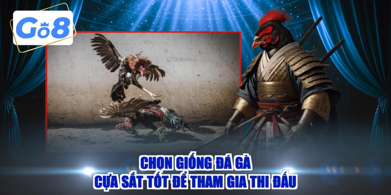 Chọn giống đá gà cựa sắt tốt để tham gia thi đấu