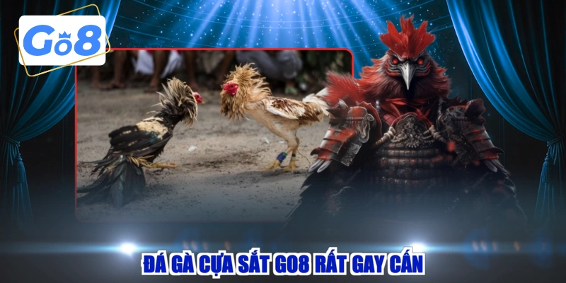 Đá gà cựa sắt GO8 rất gay cấn